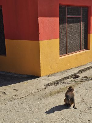 J10-09 Petit singe dans une roue de Derghat