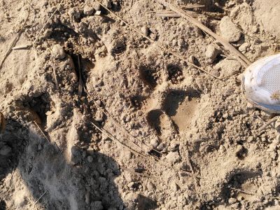 J11-12 Trace de patte de tigre