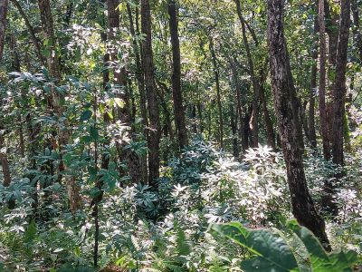 J09-05 La forêt luxuriante