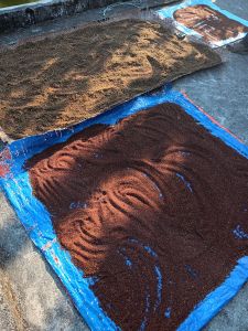 J09-14 Millet tamisé