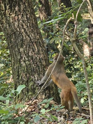 J09-04 Les habitants de la forêt viennent nous saluer