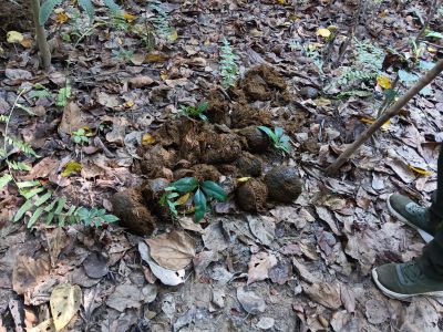 J11-13 Carte de visite de rhinocéros