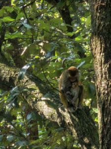 J09-04' Une maman singe et son petit