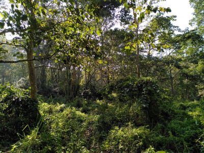 J11-06 Entrée dans la jungle