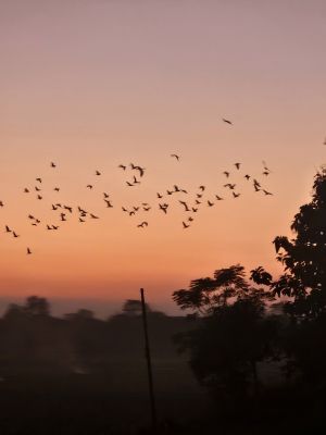 J11-16 Sur la route vers le Terai