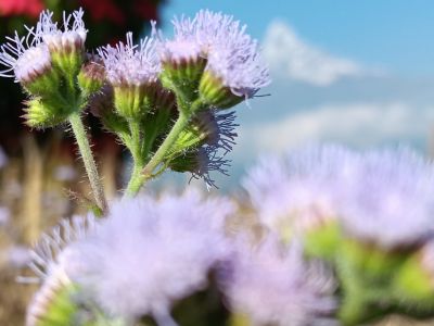 J09-19 Paradis népalais... 2ème suite