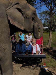 J13-05 L'éléphant semble se connecter à la musique