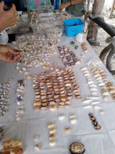 J11-03-Coquillages