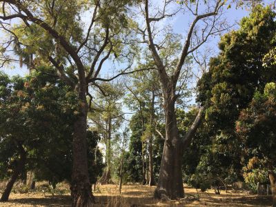 arbre 1