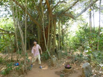 Le banian, des racines partent des branches afin de s'ancrer profondément dans le sol