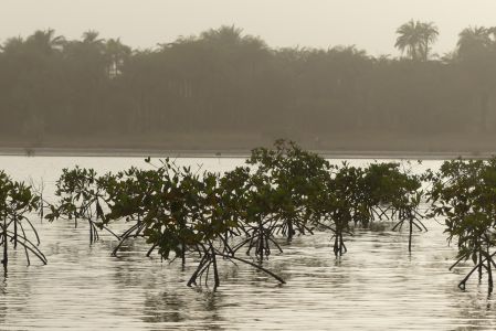 mangrove