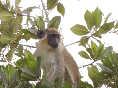 Singe