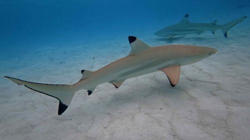 J19-07-Requin