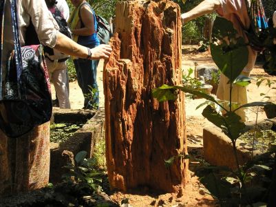 Visite de la forêt médicinale
