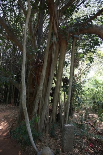 Forêt d'Auroville