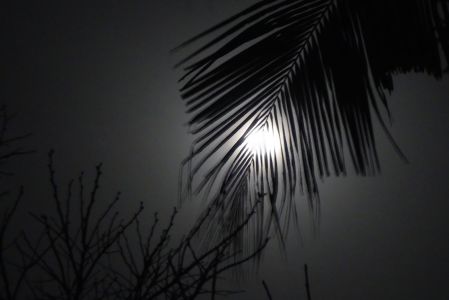 Palmier lune