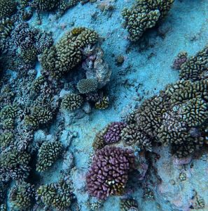 J13-19-snorkelling
