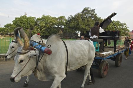 Déambulation sur une charette à buffles