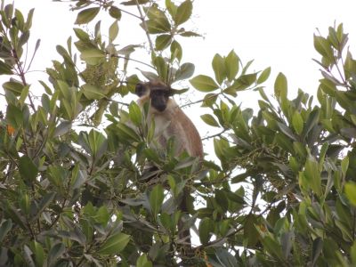 Singe 2