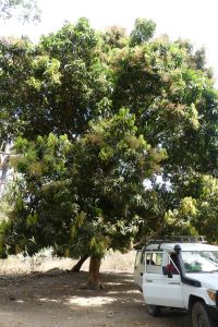 L' arbre à palabre