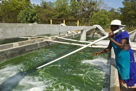 Visite de la culture d'algue spiruline