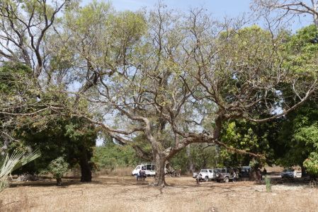Sa majesté l'arbre