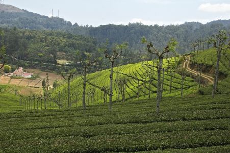 Ashram d'Ooty - Plantation de thé autour de l'Ashram