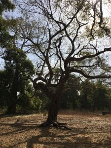 arbre 3