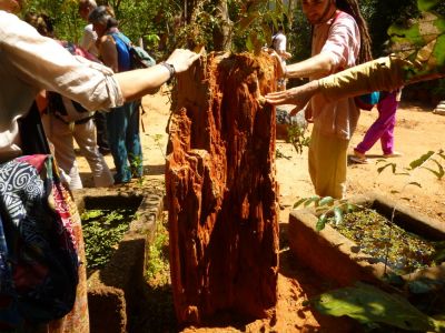 Tronc d'arbre fossilisé