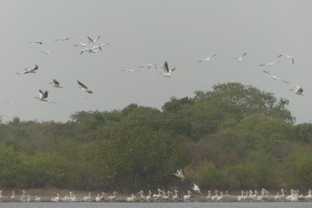 Vol de pélicans