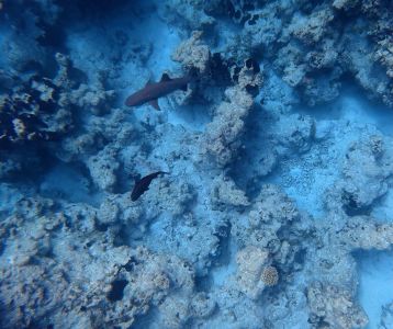 J06-06-requins
