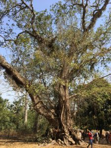 arbre 4