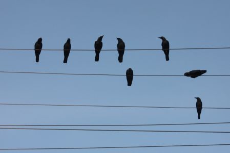 A Kanyakumari, les corneilles forment des partitions de musique sur les fils électriques