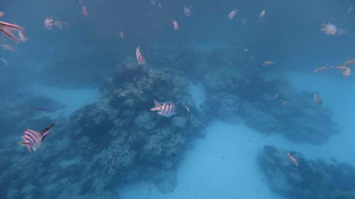 J15-07-Snorkelling