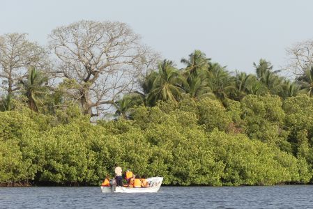 Au coeur de la mangrove
