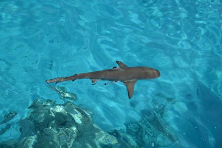 J07-08-Requin
