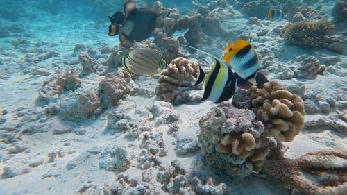 J16-06-Snorkelling
