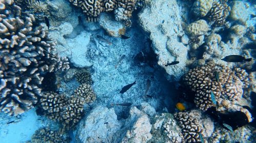 J15-12-Snorkelling