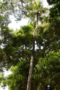 Arbre