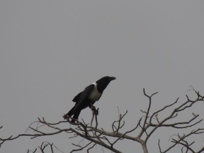 DSCN7347