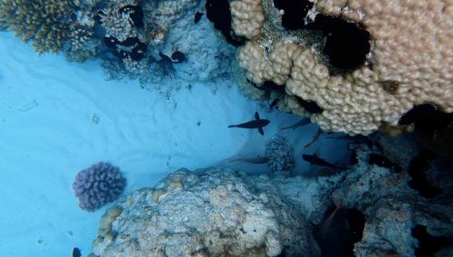 J15-10-Snorkelling