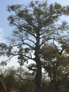 arbre 5